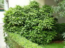 Aucuba Japonica